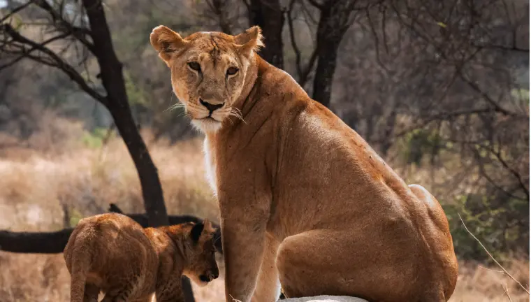 A herd of Elephants drinking water in Serengeti African Safaris - Tanzania