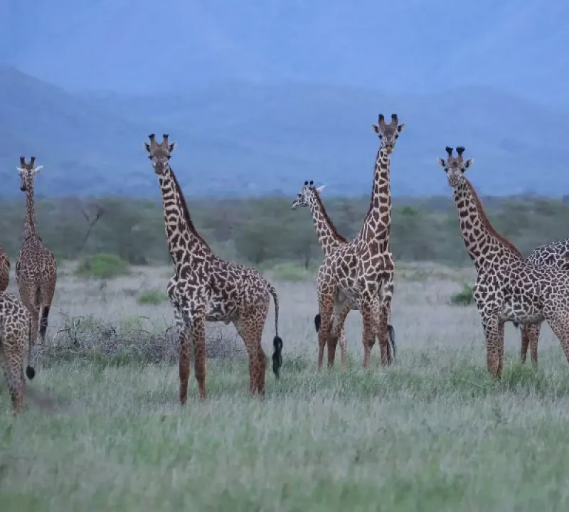 Day Trip to Mkomazi National Park
